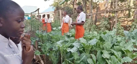 A thriving school garden with various crops.