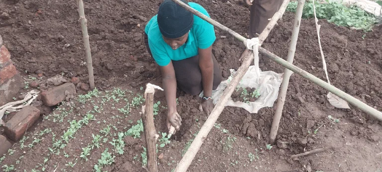 Children planting seedlings in a garden.